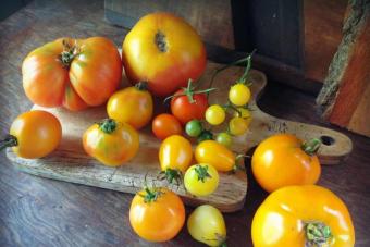 Farat e domates së përzgjedhjes holandeze