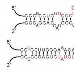 ARN-të e saposintetizuara nuk janë ende aktive