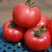 Jepni varietete domatesh për tokë të hapur Cilat janë farat e mira të domates në tokë të hapur?
