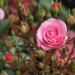 Cura adeguata delle rose da giardino in diversi periodi dell'anno