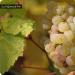 Rrushi i kultivuar (Vitis vinifera)